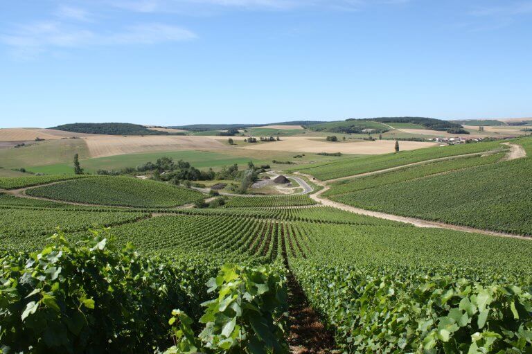 Paysage vignes